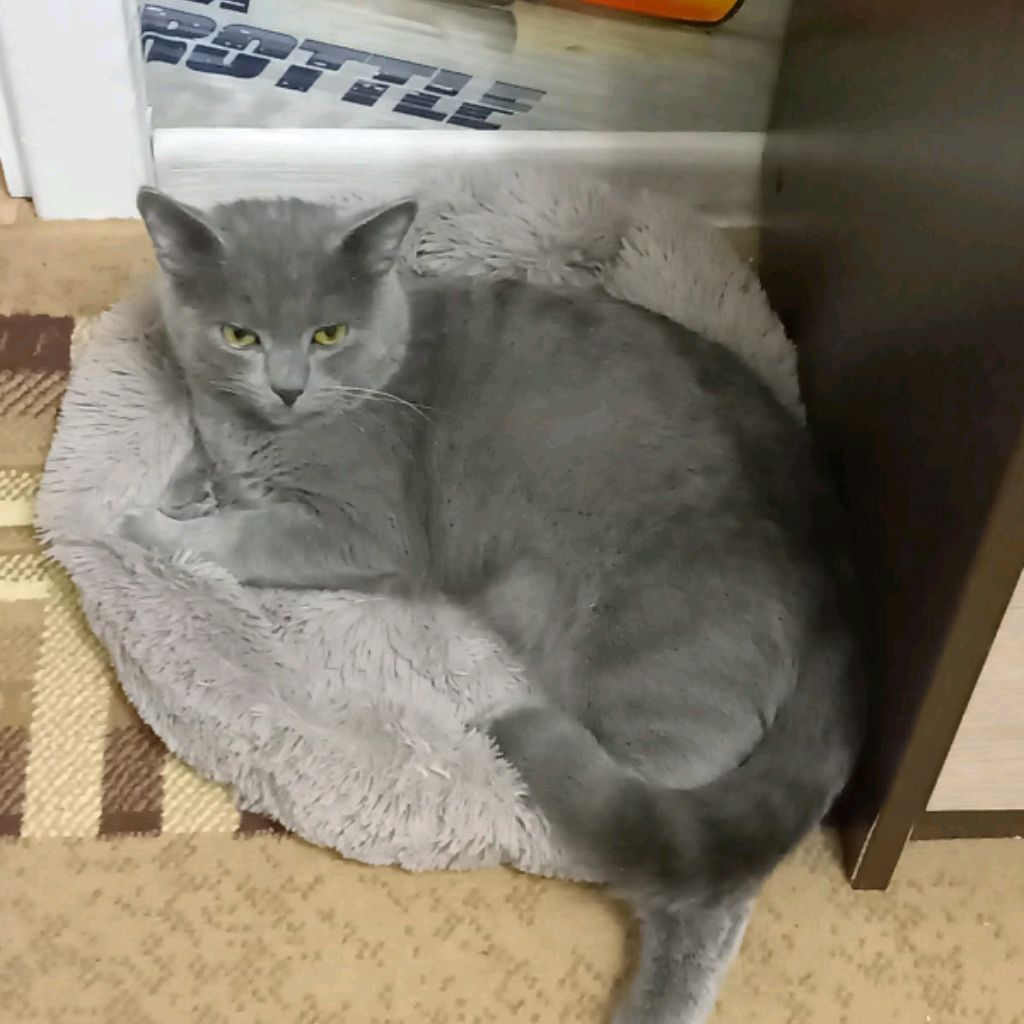 Супер-дупер Лошадка