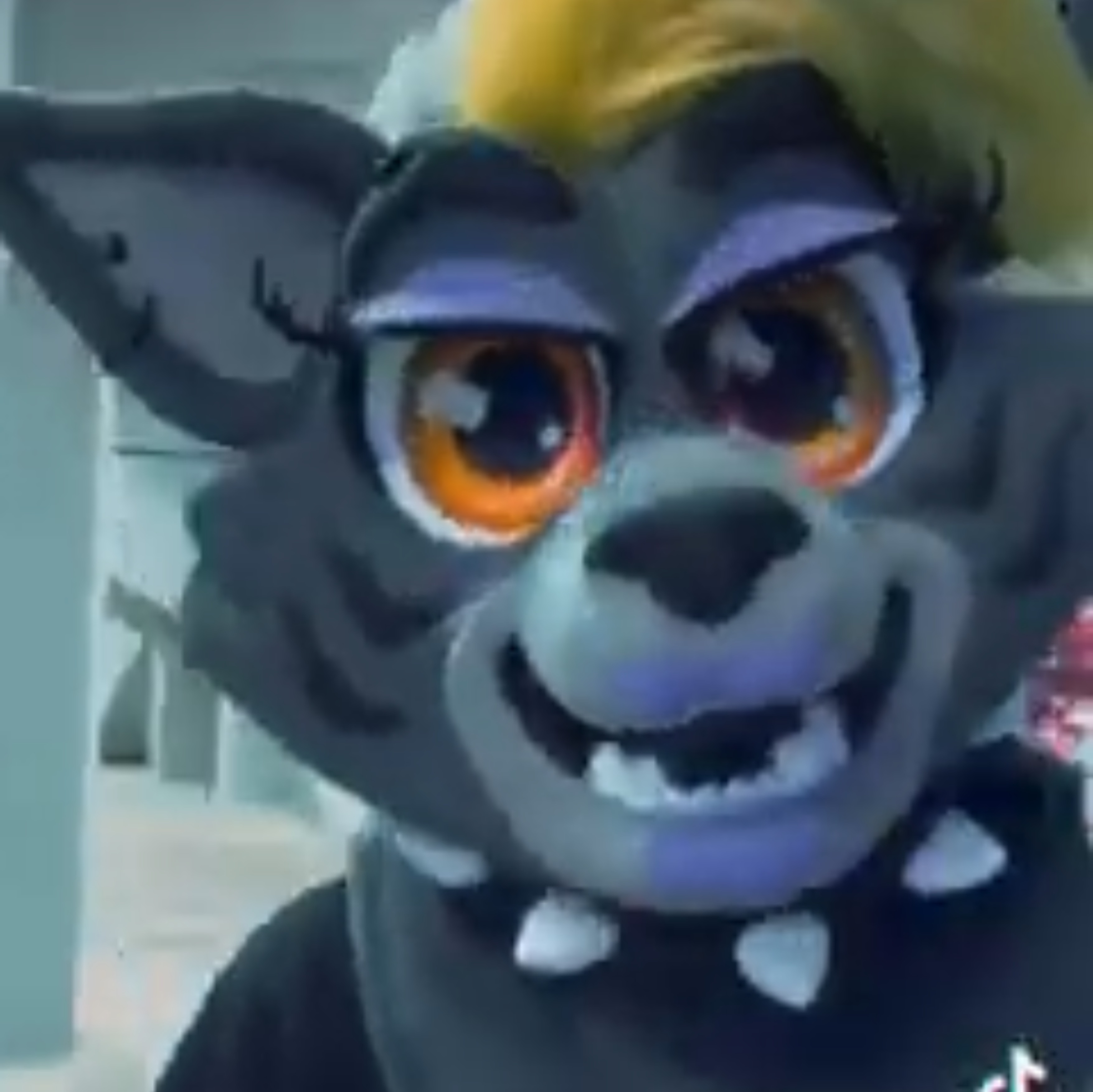 Раптор Хако