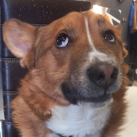 Джек трусливый пёс