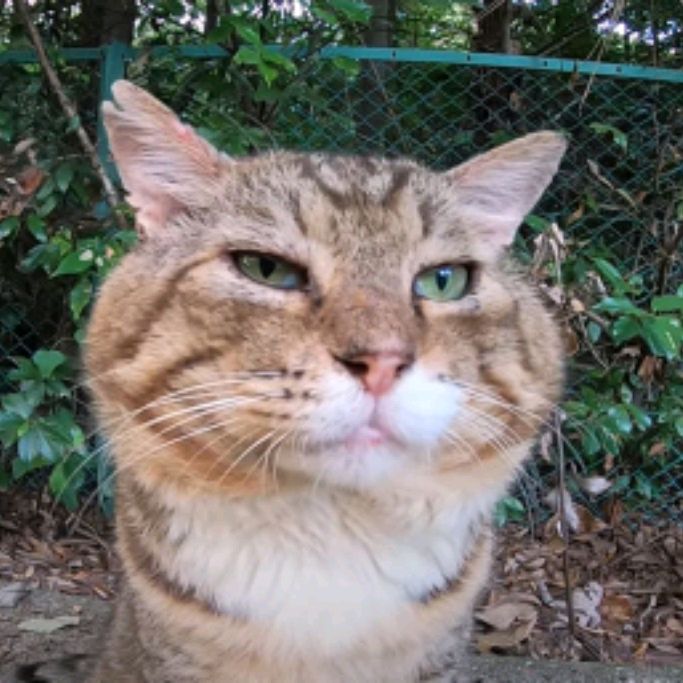 Котан Кирюха