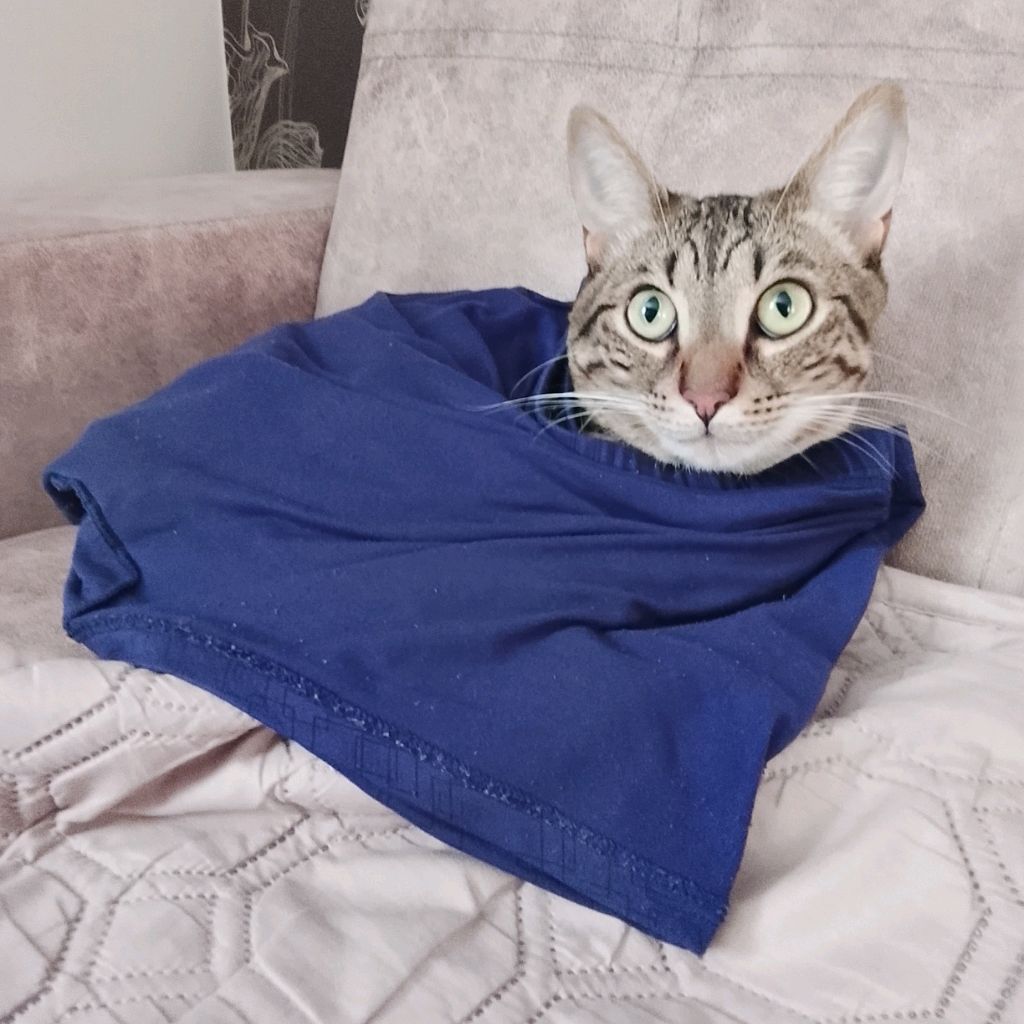 Котик Делает