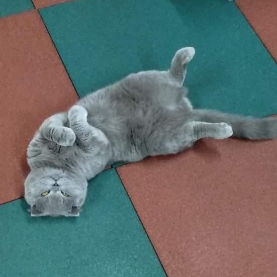 Die NachtSpielen (Ночные игры)