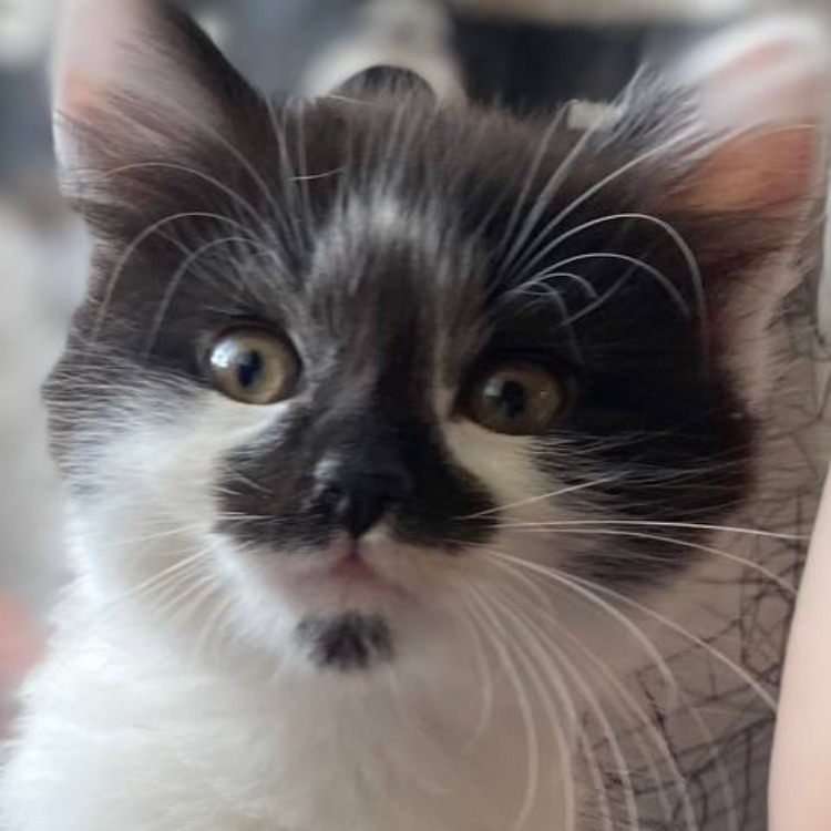 Котя Ева и киса эби