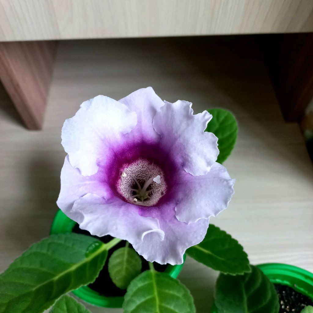 Просто Ирина.