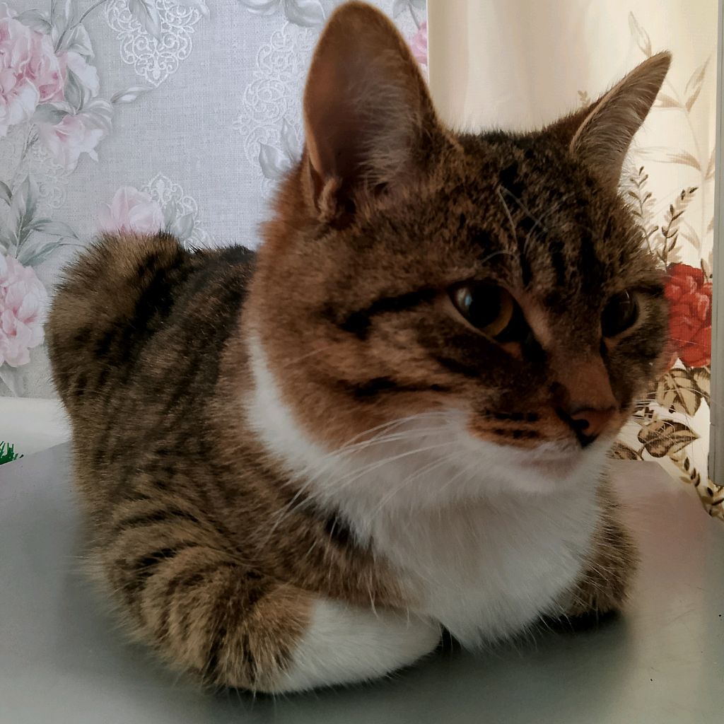 Тиша Скоро Станет Таинственным Котиком