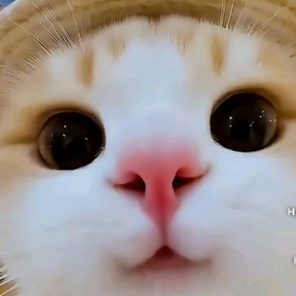 Я Домашний Кот