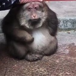 черноя  боевая  обезьяна скуф