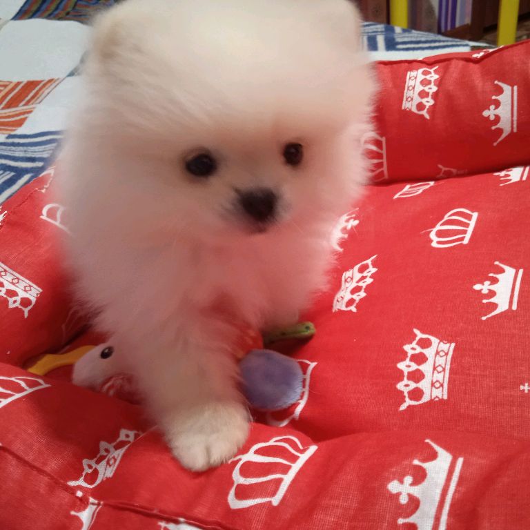 Мари Мишель