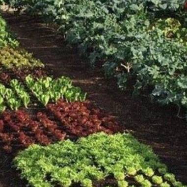 Простой огород