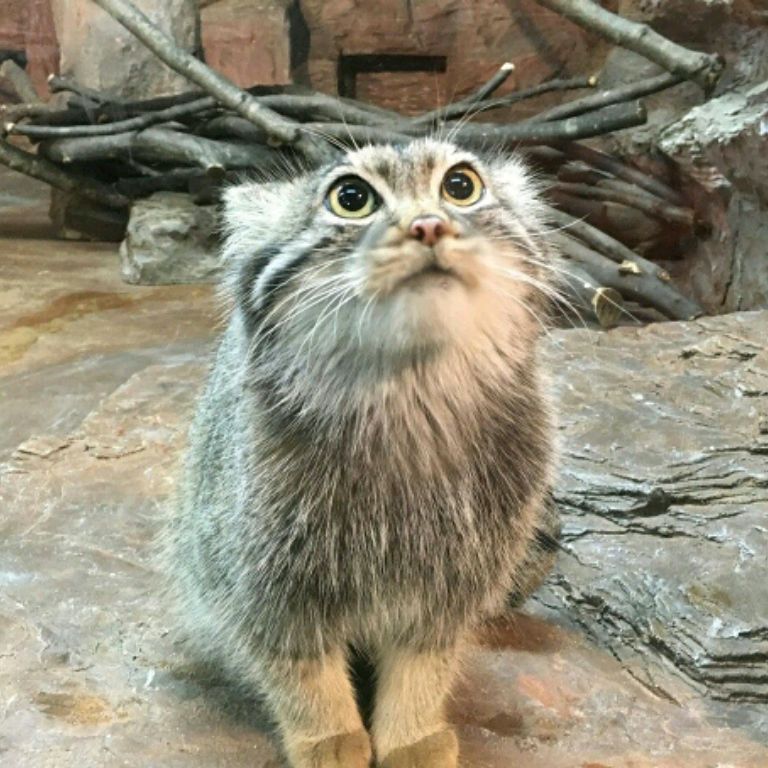 Контриболз