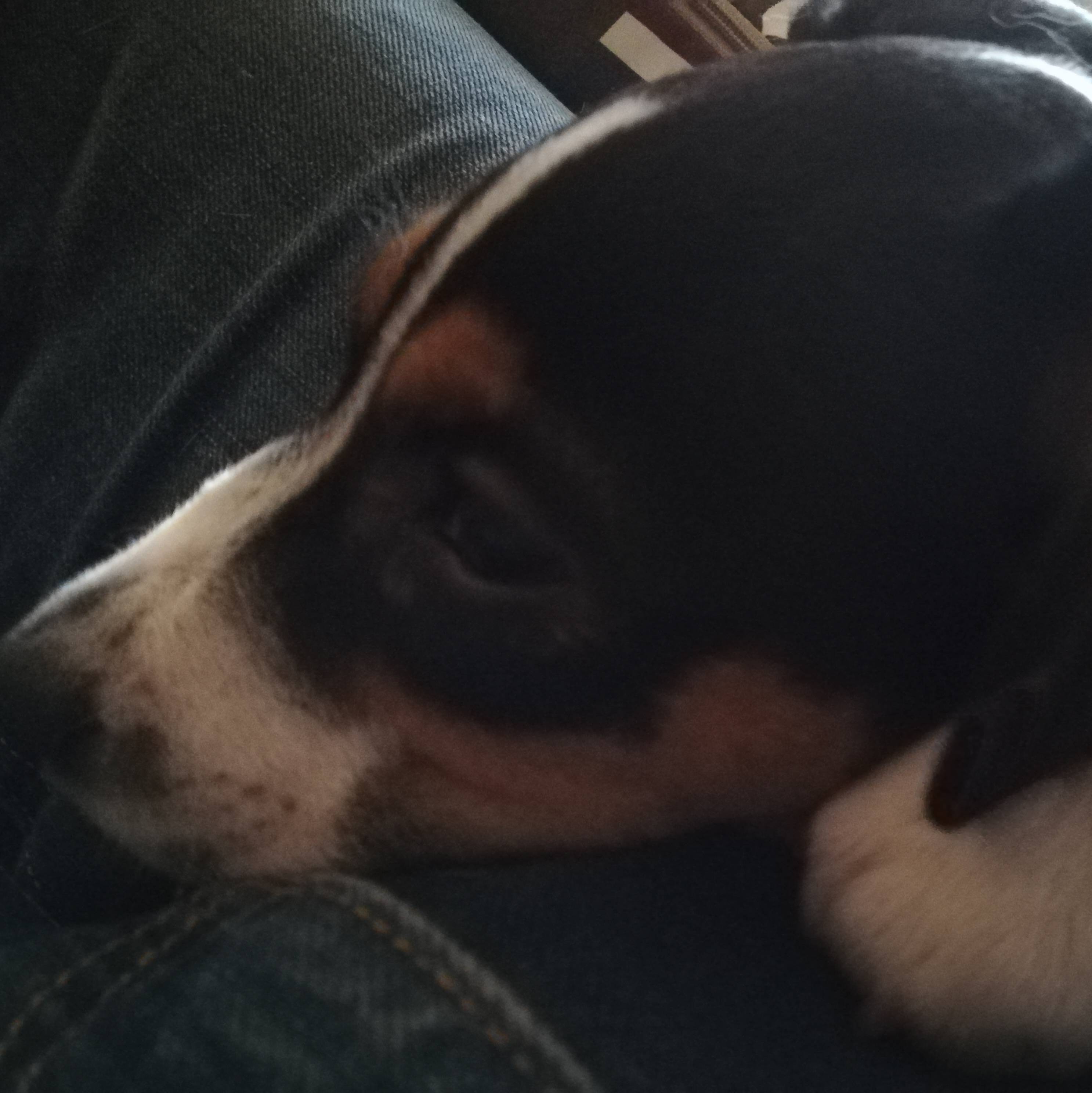 Братья наши меньшие