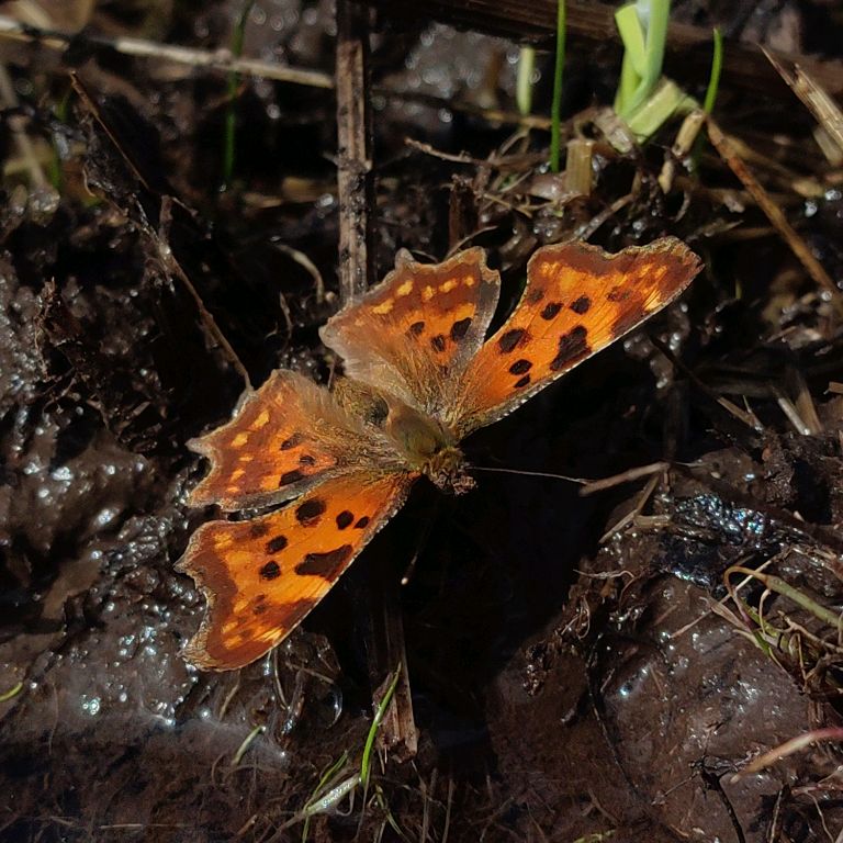 Лесная школа