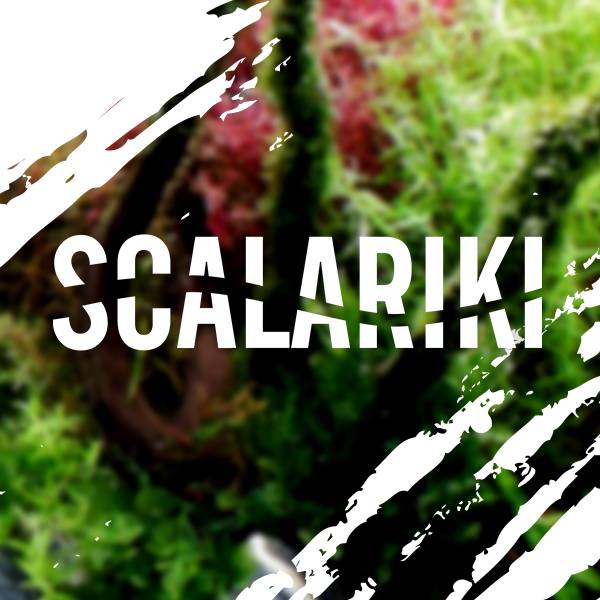 Scalariki - Аквариумистика и Т