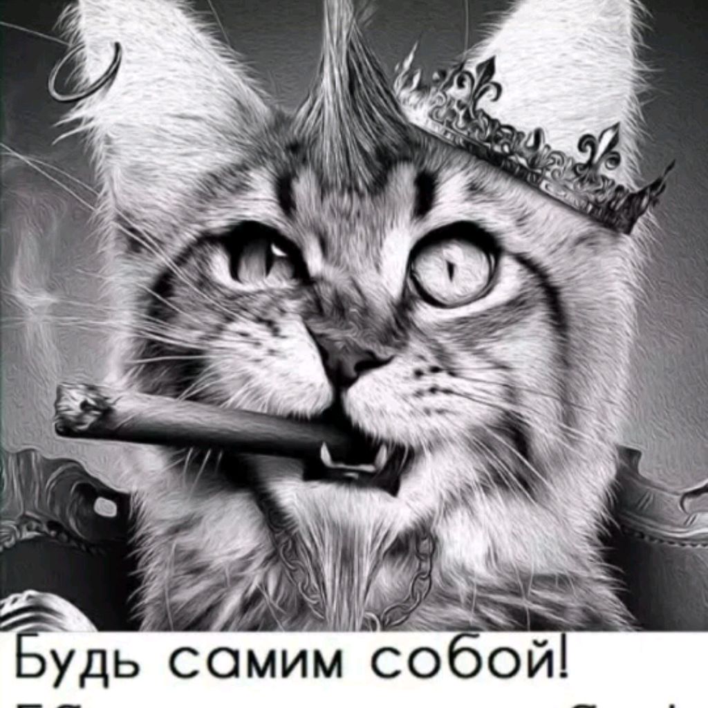 Блатной котик