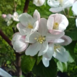 Поместье Семиных