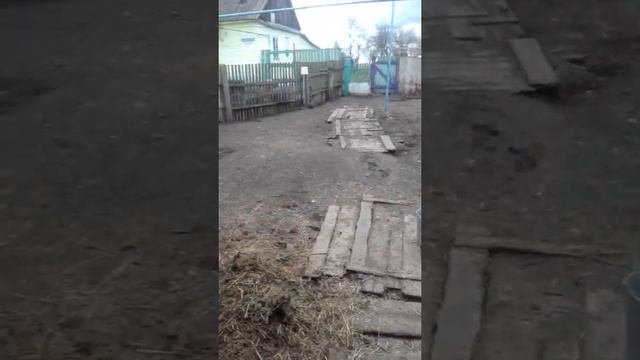 ну что же делать мне с голубями.