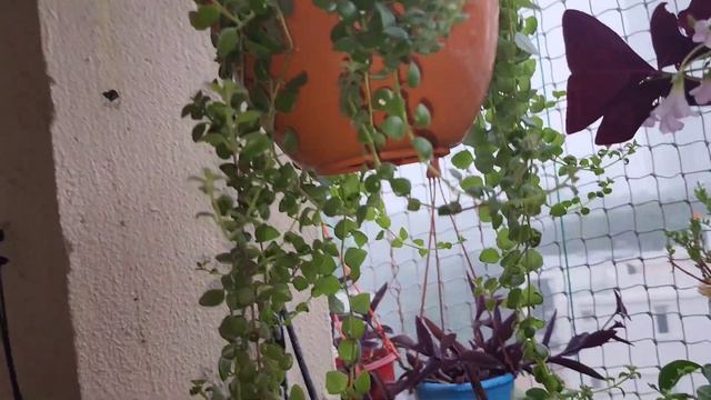 छोटी सी बालकॉनी में 30 से ज्यादा हैंगिंग बास्केट💚सभी पौधों के नाम💚All Hanging Basket plants