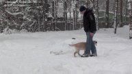 Retriever puppy training. Lesson 17/Обучение щенка ретривера. Урок 17