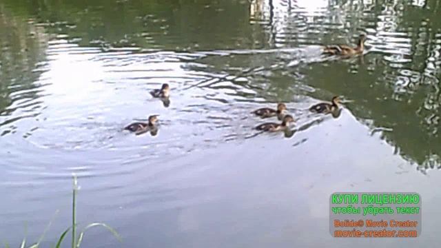 Под звуки музыки.avi