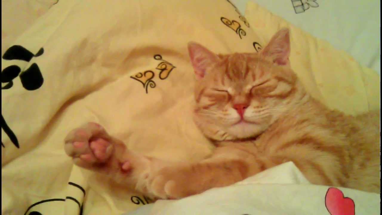 Рыжий Мя здоровается / Ginger Cat Greets You