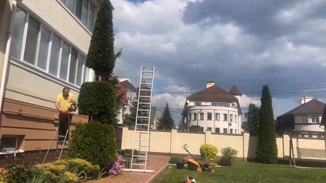 Стрижу великі Туї