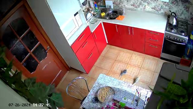 попугай 6.mp4