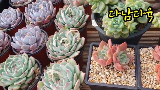 #티피#하루가다르게  #예뻐지는우리아가들
