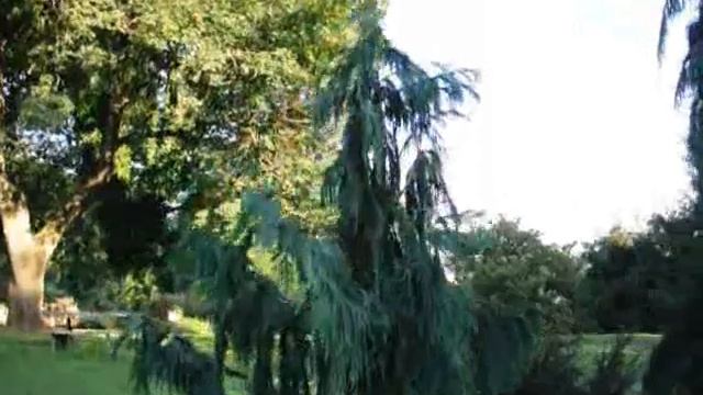 Buy This A Fast Growing Cedars that Grow in Shade