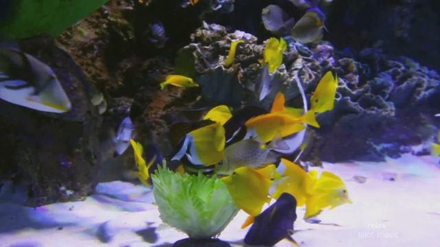 Красивые рыбки в аквариуме fish relax