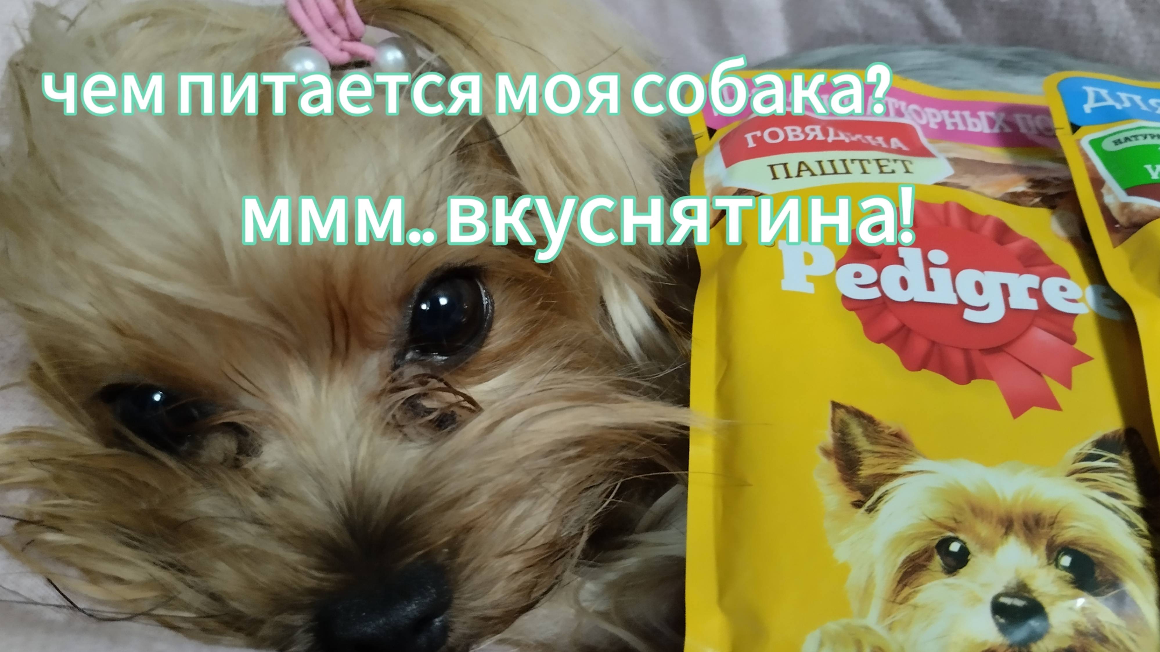 Чем питается моя собака? Какой же корм самый вкусный по мнению моей собаки???😜