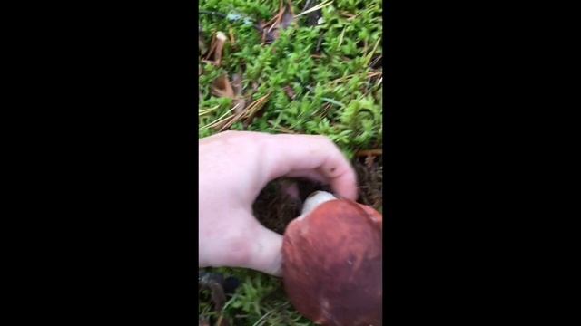 Грибная нарезка, часть1#Mushroom slices, part1#sorts #белые
