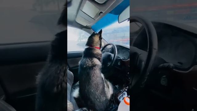 по райончику на субе #движение #мия #husky #subaru #short