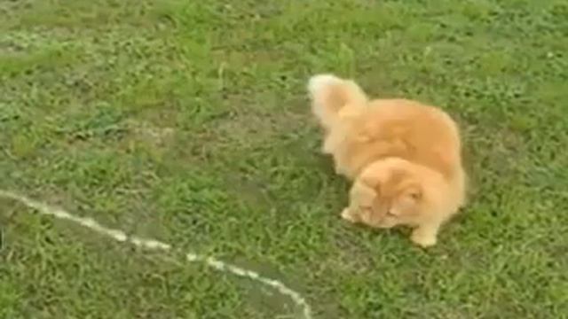 Kittens and water! Котята и вода!