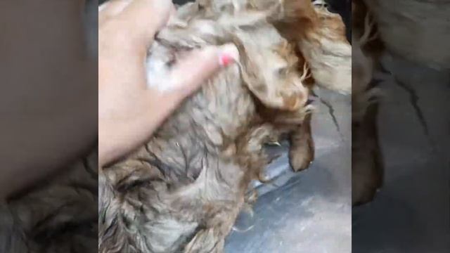 Test Drive  нового шампуня против колтунов и линьки! IGROOM DESHEDDING AND DETANGLING