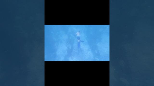 #short #sea #dive #подводой #japansea #fareast