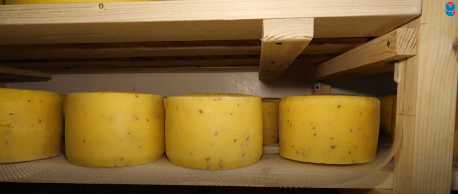 Супруги из Безенчукского района развивают ферму и производство сыра благодаря господдержке
