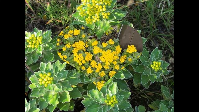 АЯНИЯ  AJANIA растенияplants HD slide show!