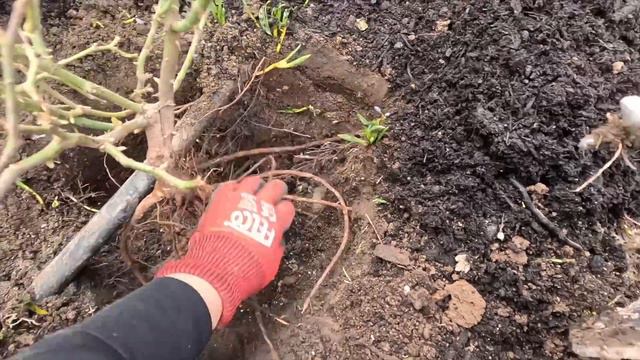 Planting Bare Root Roses 🌹 // Garden Answer
