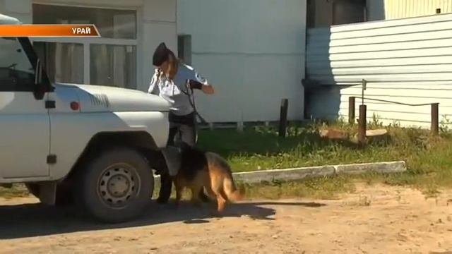 Служебная собака Орхон