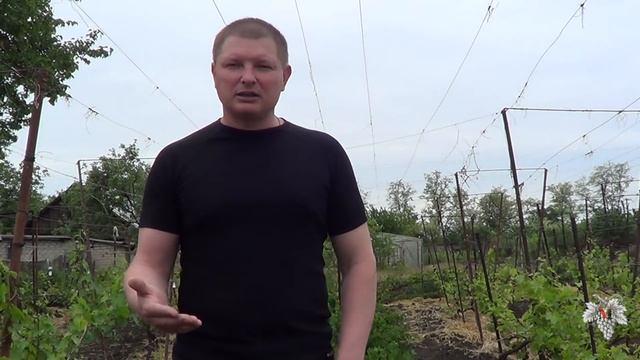 Мульчировать или не Мульчировать виноградник?