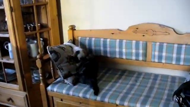Котята Макс и Майя (Kattungar Max och Maya)