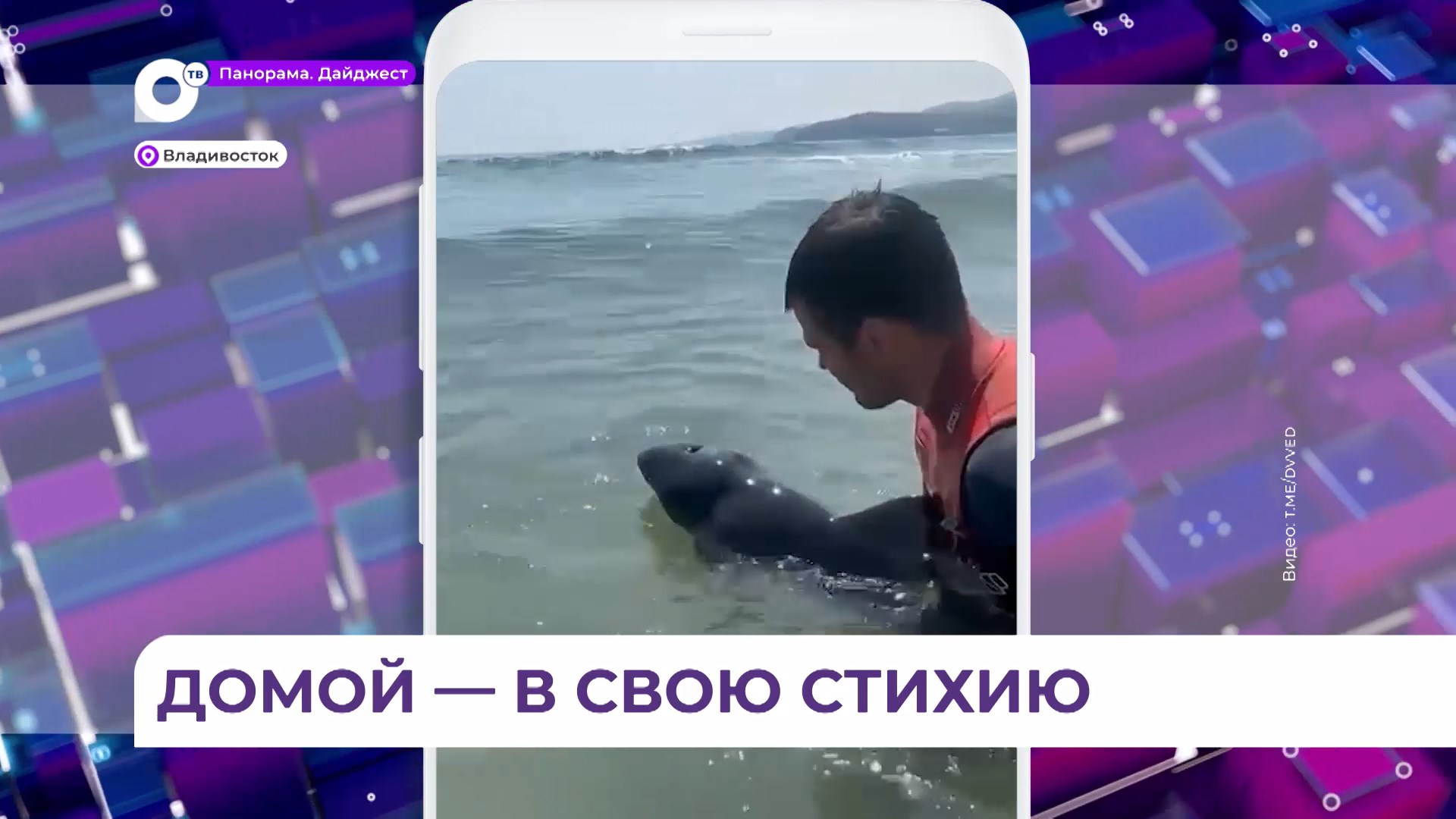 Сапсёрферы помогли отбившемуся от мамы детенышу косатки отплыть от берега на Русском острове