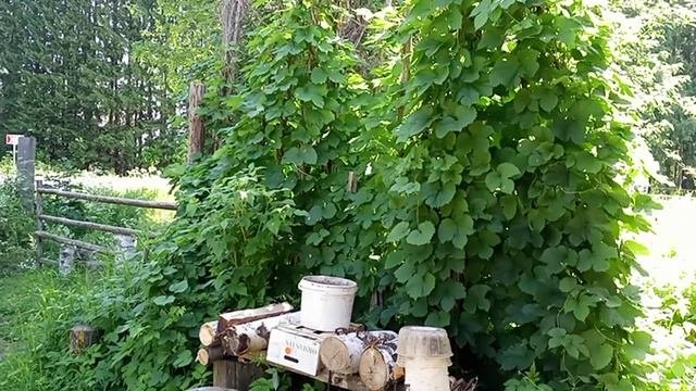 хмель в деревне,готовлю выпечку