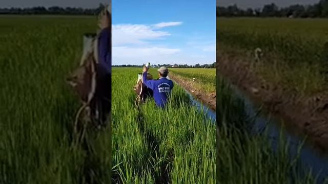 Как обрабатывают рис во Вьетнаме?
