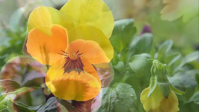 Pansy Flowers 🌸