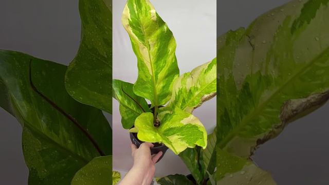 Anthurium Variegated #anthurium Variegated #anthurium