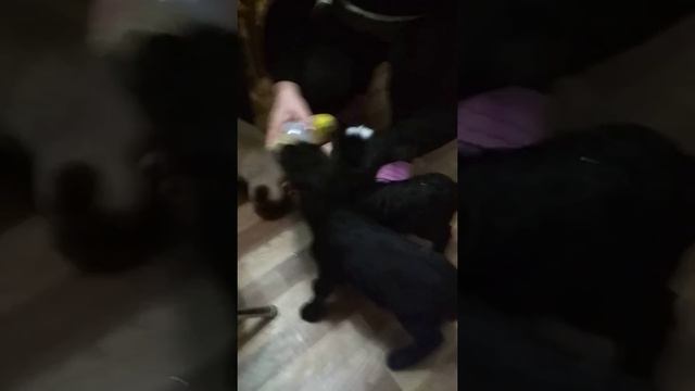 У нашей вороны самое вкусное молоко. Смотрите если не верите.