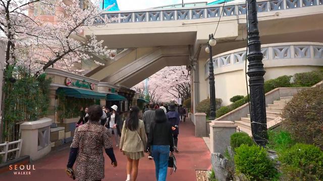 Cherry Blossoms Seoul Seokchon Lake and Lotte World Theme Park