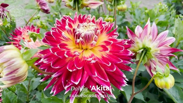 Dahlia 'Akita' - FarmerGracy.co.uk