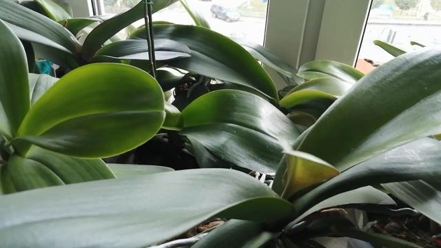 ❓Меняю ли место своим орхидейкам?и чем протираю листья?/отвечаю на вопросы/?(21.09.22)